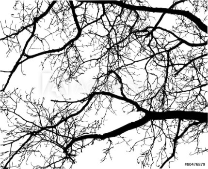 Picture of Tree Branches